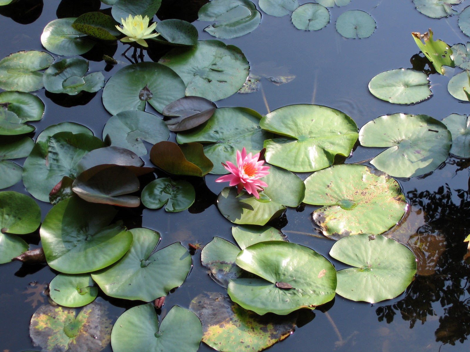 Lillies and Lotuses